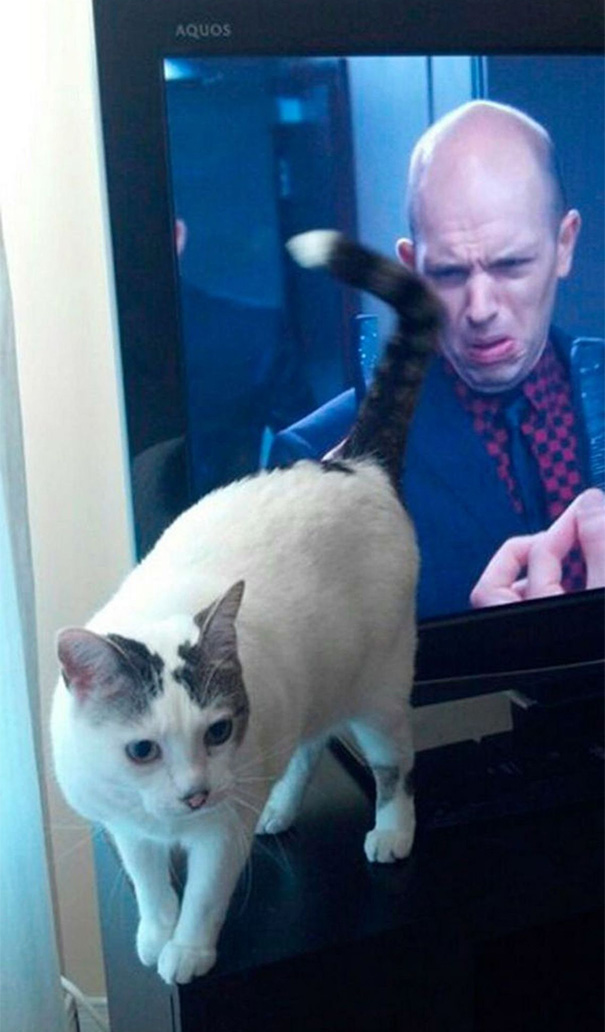 Purrfectly-Timed-Cat-Photos-11