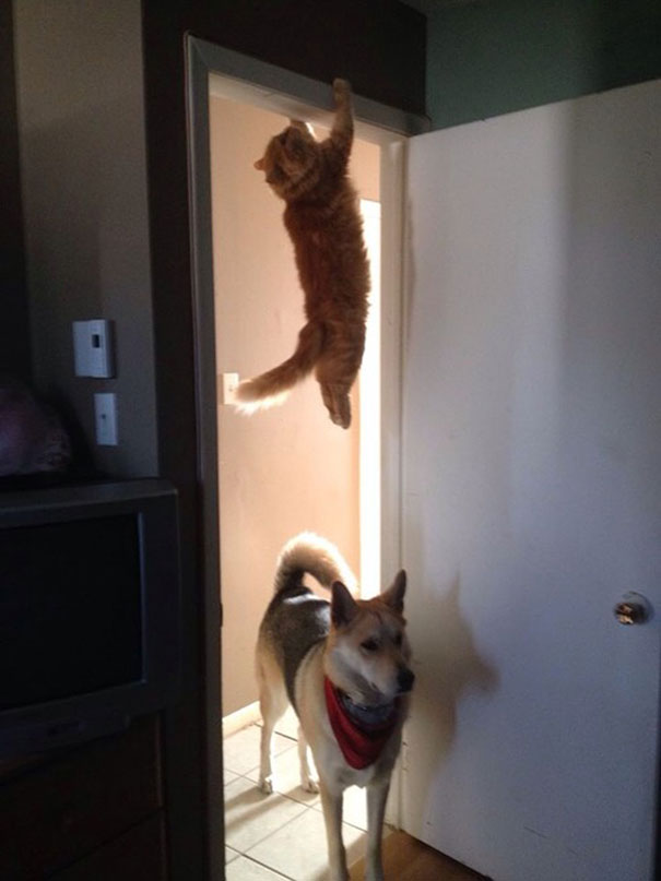 Purrfectly-Timed-Cat-Photos-12