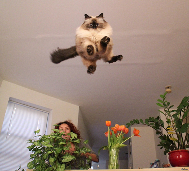 Purrfectly-Timed-Cat-Photos-14