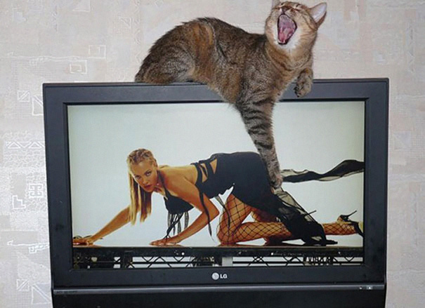 Purrfectly-Timed-Cat-Photos-19