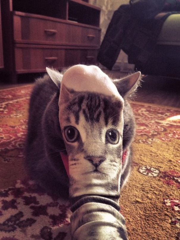 Purrfectly-Timed-Cat-Photos-21