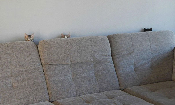 Purrfectly-Timed-Cat-Photos-32