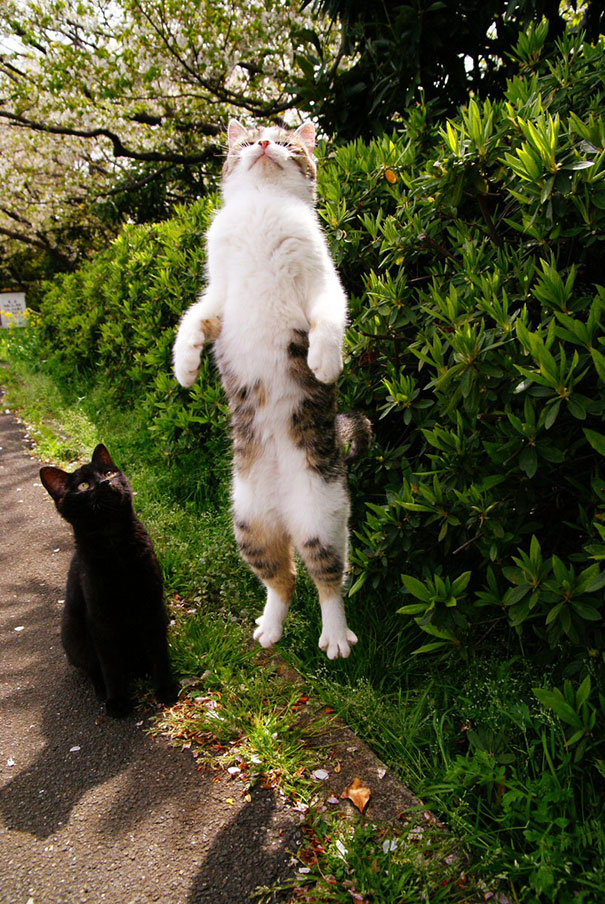 Purrfectly-Timed-Cat-Photos-34