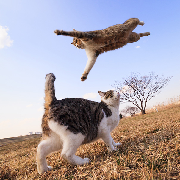 Purrfectly-Timed-Cat-Photos-37
