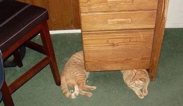 Purrfectly-Timed-Cat-Photos-39