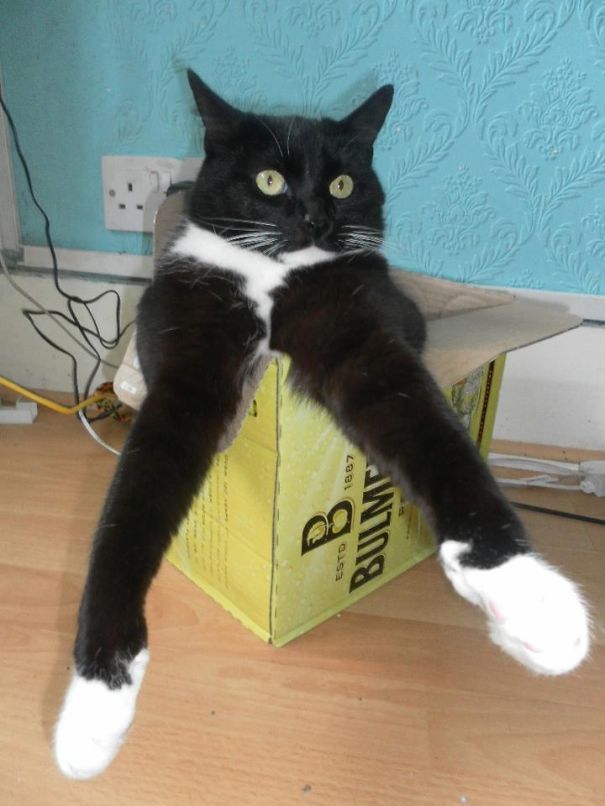 Purrfectly-Timed-Cat-Photos-50