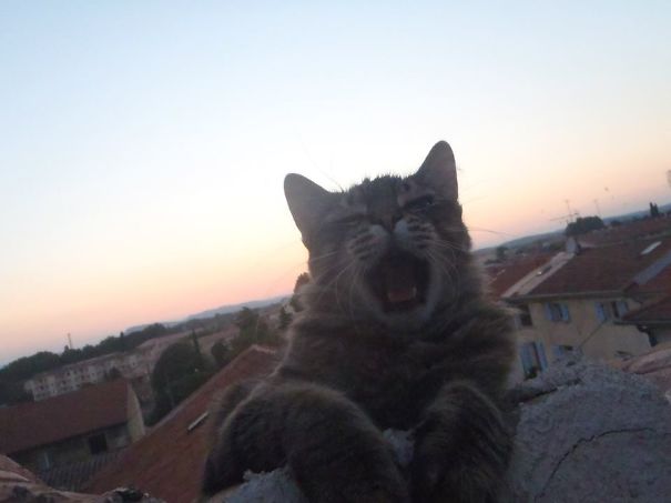 Purrfectly-Timed-Cat-Photos-60