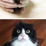 amazing-rescue-cat-transformation-1