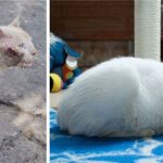 amazing-rescue-cat-transformation-10