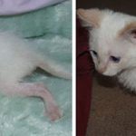 amazing-rescue-cat-transformation-11