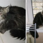 amazing-rescue-cat-transformation-13