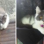 amazing-rescue-cat-transformation-14