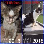 amazing-rescue-cat-transformation-15