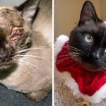 amazing-rescue-cat-transformation-16