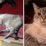 amazing-rescue-cat-transformation-17