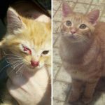 amazing-rescue-cat-transformation-18