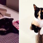 amazing-rescue-cat-transformation-19