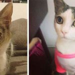 amazing-rescue-cat-transformation-2