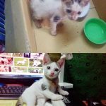 amazing-rescue-cat-transformation-20