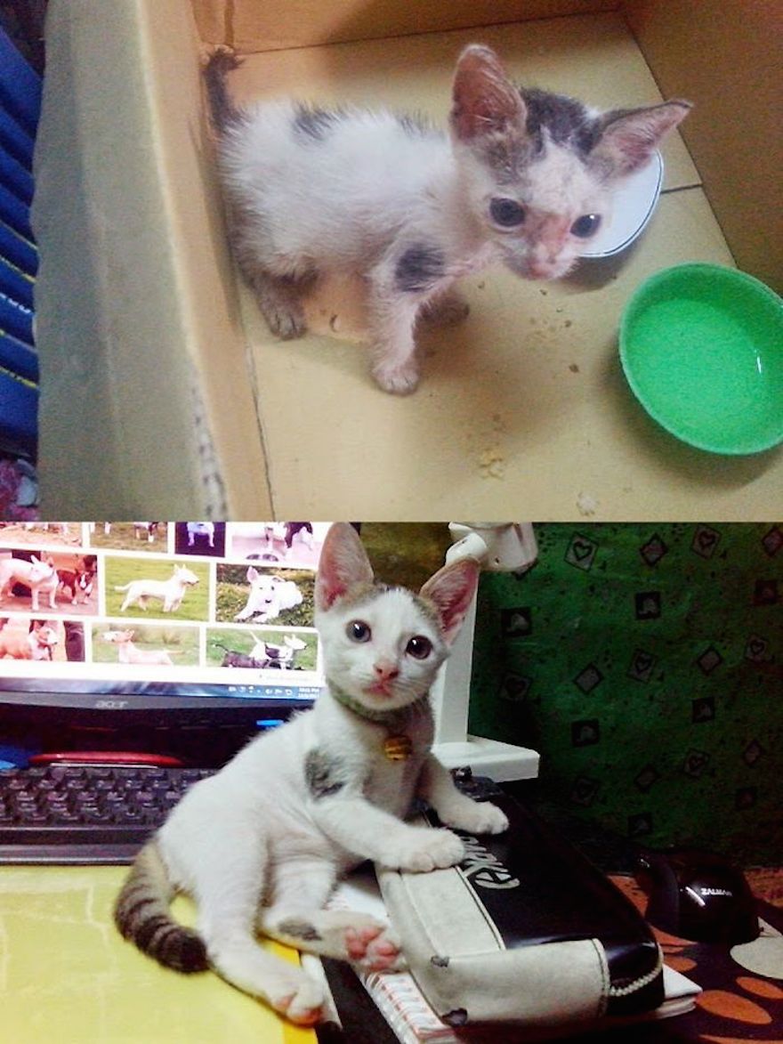 Котенок подобранный с улицы. Бездомные котята до и после. Подобранные котята до и после. Котята до и после спасения. Котенок с улицы до и после.