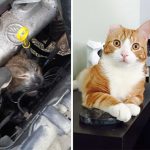 amazing-rescue-cat-transformation-3