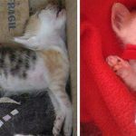 amazing-rescue-cat-transformation-4