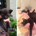 amazing-rescue-cat-transformation-5