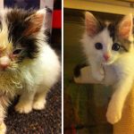 amazing-rescue-cat-transformation-6