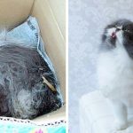 amazing-rescue-cat-transformation-7