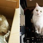 amazing-rescue-cat-transformation-8