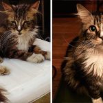 amazing-rescue-cat-transformation-9