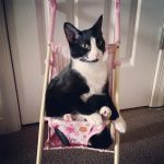 baby-cats-01