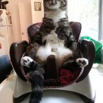 baby-cats-02