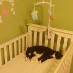 baby-cats-03