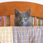 baby-cats-04