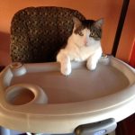 baby-cats-05