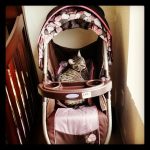 baby-cats-06