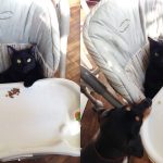 baby-cats-07