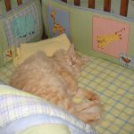 baby-cats-08