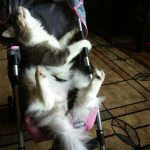 baby-cats-09