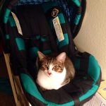 baby-cats-11