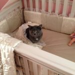 baby-cats-12