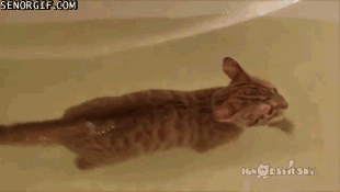 bath-kitty-01
