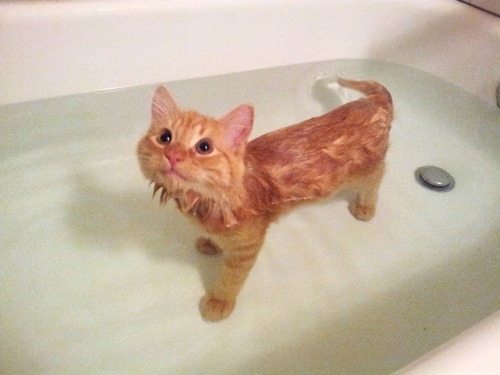 bath-kitty-02