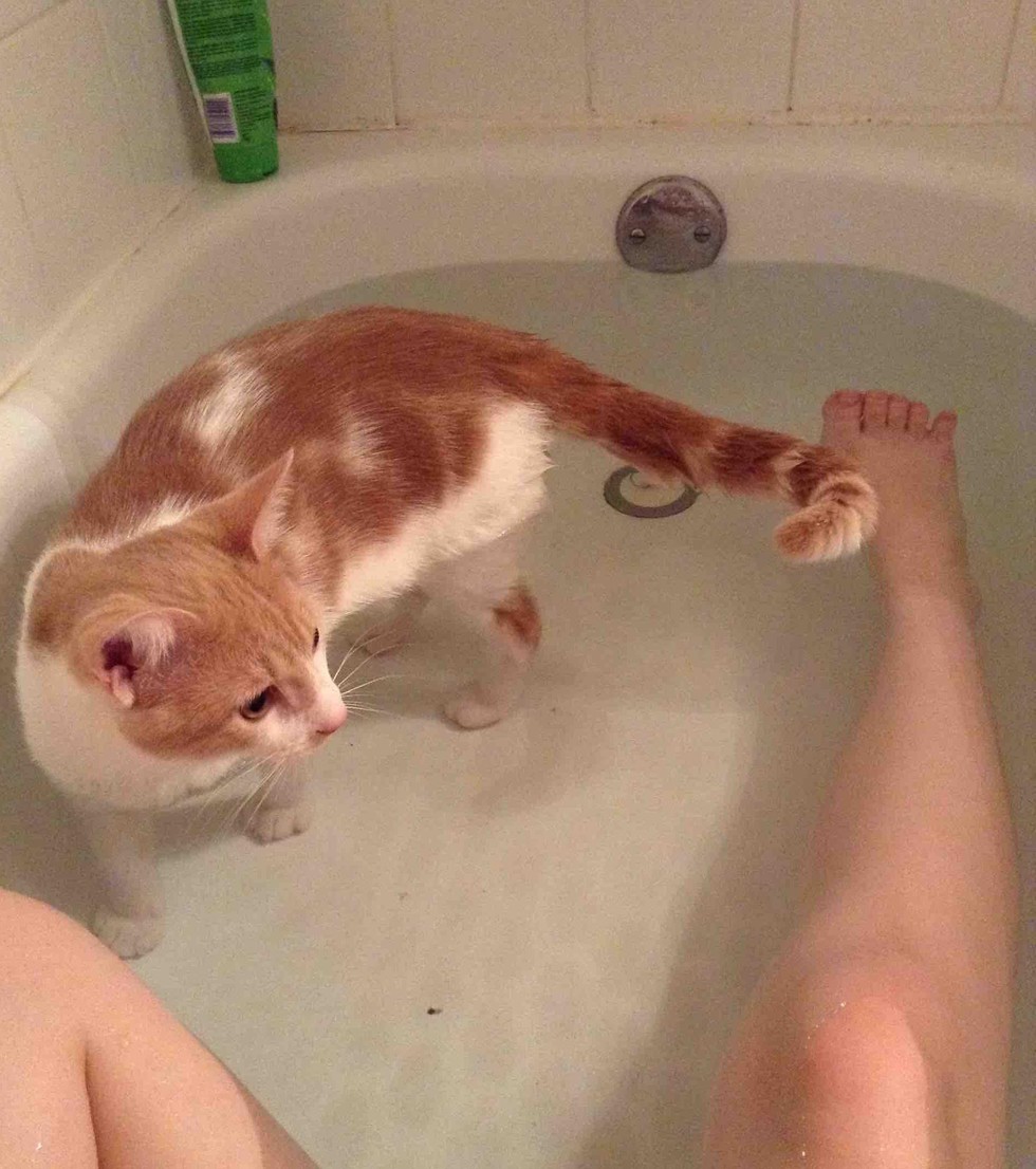 8 Cats Who Have Totally Shown Bath Time Who's Boss Catlov