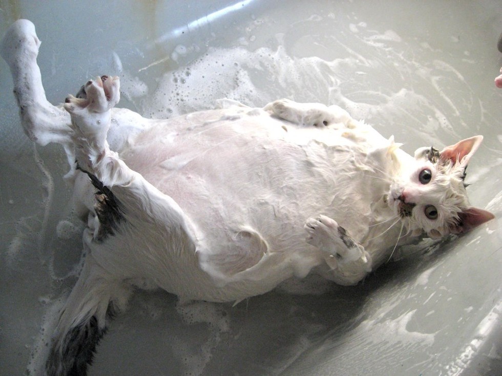 bath-kitty-07
