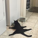best-examples-of-cat-logic-1