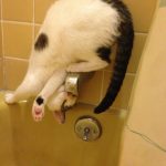 best-examples-of-cat-logic-8