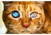 Photographer Captures The Beauty In Blind Cats To Help Them Find New Homes