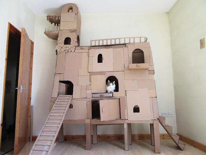 A man constructs a cardboard ark for his cat to make his furry friend happy